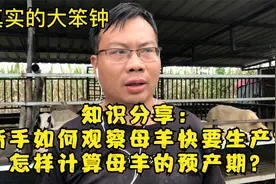 知识分享：新手如何观察母羊快要生产？怎样计算母羊的预产期？视频封面