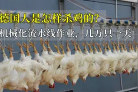 德国人是怎样杀鸡的？机械化流水线作业，几万只一天高效快速！视频封面