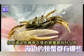 海边的螃蟹你都认识几种？带你看各种各样的奇怪螃蟹视频封面