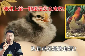 先有鸡还是先有蛋？这个问题已经有答案了！视频封面
