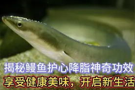 揭秘鳗鱼护心降脂神奇功效，享受健康美味，开启新生活！视频封面