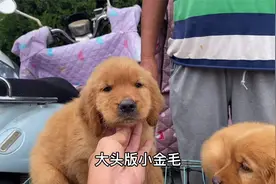 一起来看看宠物狗品种和真实的价格吧视频封面