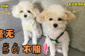 五个月狗狗穿上两个月时的衣服，发疯，奔跑，简直就像个小土豆。视频封面