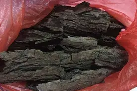 路边的柳树皮还是个“宝”，有厉害用途，遇到记得要捡回家视频封面