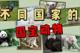 不同国家的国宝动物，各国的国宝们都是怎么叫的？视频封面