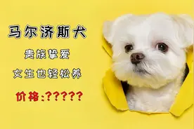 2800年来的贵族犬，小只不掉毛无体味，哪个女生不喜欢这小狗视频封面