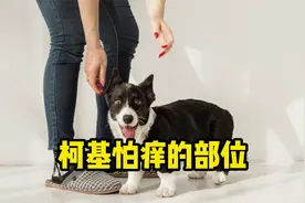 柯基怕痒的3个部位，你别随便挠！视频封面