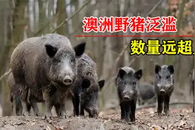 澳洲野猪泛滥成灾了！野猪数量比人还多，中国会面临相同困境吗？视频封面