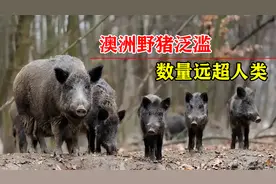 澳洲野猪泛滥成灾了！野猪数量比人还多，中国会面临相同困境吗？视频封面