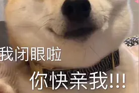 每天都能给你惊吓的可爱吉娃娃！视频封面