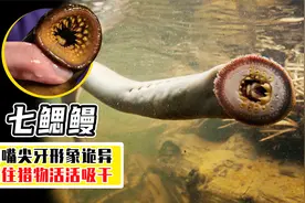 吞噬血肉，吸干抹净，被七鳃鳗咬了会怎么样？老外用自己做实验视频封面