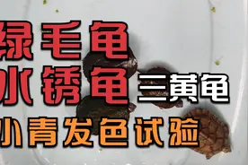 小青龟如何发色？不同饲养环境黄喉变化，绿毛水锈三黄小青龟培养