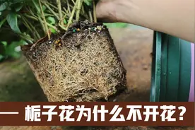 园艺师教你，新买回家的栀子花，为什么不开花，并且还掉花苞视频封面