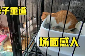 分开2个半月的猫咪母子，因领养人弃养再次重逢，场面太感动人了视频封面