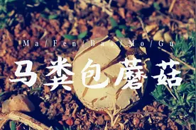 “马粪包”蘑菇，新疆戈壁滩上常见的野生菌，有谁吃过这种蘑菇？视频封面