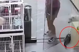 宠物店回应女孩用门夹死小猫：女孩一家认错道歉赔偿，已和解视频封面