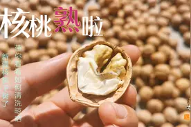 新疆核桃正是下树进入市场，快来看看核桃是如何清洗和晾晒的
