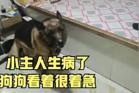小主人生病了，德牧拉路一直在叫，他可能知道主人生病了视频封面