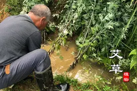 “艾草”大家都熟悉，没想到这么多妙用！从浴室到餐桌、从吃到用视频封面