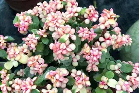 金枝玉叶花期到，催花3步走，开成一棵“花树”视频封面