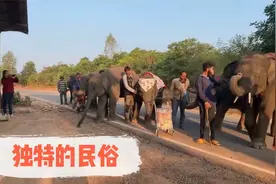 [亚洲象][信仰很虔诚大象村有趣的文化有趣的民俗]视频封面