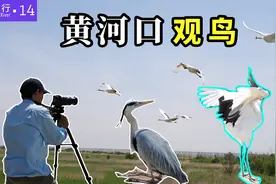 山东东营黄河大堤，人迹罕至，竟然遇见了堪比大熊猫的珍稀野鸟视频封面