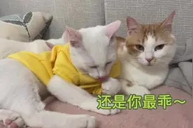 小猫一般吃奶到几岁呀！成年大猫还缠着妈妈要奶吃，我真服了