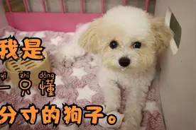 有的狗狗总觉得自己是个人，主人干啥它都想干，还总睡主人睡的床视频封面