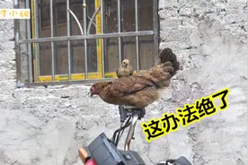 母鸡背着小鸡爬上摩托车，只因被逼无奈，母鸡也是想尽办法视频封面