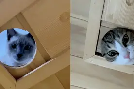 主人感冒汗蒸小猫们轮流探望，本以为是温情画面，第三只画风突变视频封面