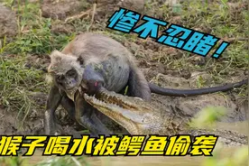 猴子喝水被鳄鱼咬住，挣脱后断了手臂，现场惊心动魄惨不忍睹！视频封面