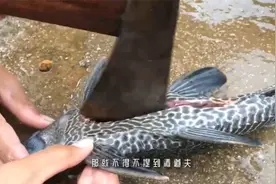 把清道夫放在太阳底下暴晒！5个小时后倒点水，竟真的能复活？视频封面
