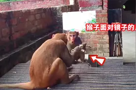 猴子看到镜子的反应，从惊讶到自恋，最后把屋主镜子给顺走了视频封面