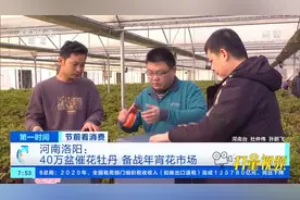 洛阳：40万盆催花牡丹“整装待发”，备战年宵花市场|第一时间视频封面
