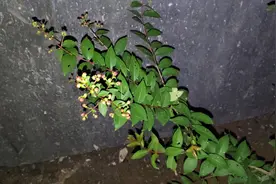 网购嘉宝果一年后发现是假苗，卖家居然直接关店跑路了视频封面