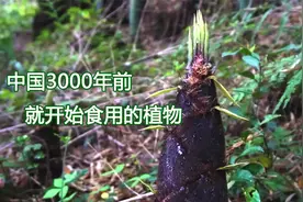 都吃过竹笋，可是你对竹子真的了解吗，毛竹和楠竹又又什么区别呢视频封面