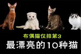 布偶猫仅排第3，世界上最漂亮的10种猫，你家养的是哪款？视频封面