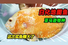 20块钱买了一条25公分亚马逊河地图鱼，入缸后体色艳丽，直呼赚了视频封面