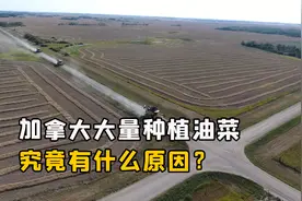加拿大为什么要大量种植油菜？他们要那么多油菜，有什么用处？视频封面