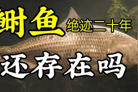 消失了20多年的长江鲥鱼，真的已经灭绝了吗？视频封面