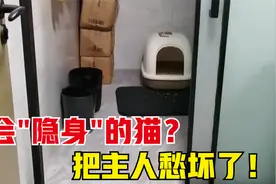 家里养了一只会“隐身”的猫，说消失就消失，把主人都看傻了！视频封面