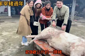 越南苗族姑娘小竹家宰猪过年，这头猪有230公斤，请全村来帮忙吃视频封面