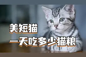美短猫一天吃多少猫粮合适，这篇视频告诉你！视频封面