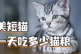 美短猫一天吃多少猫粮合适，这篇视频告诉你！视频封面