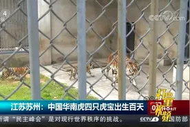 江苏苏州：中国华南虎四只虎宝出生百天，生长发育良好|今日环球视频封面