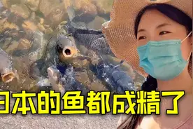 日本河里的鱼都成精了，又大又多，为啥本地人不抓来吃？视频封面