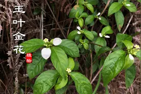 “玉叶金花”又叫凉茶藤，夏天山里见到千万别错过，熬凉茶真不错视频封面
