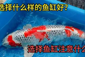 最全鱼缸养锦鲤的经验，全面解析如何养好锦鲤鱼！鱼缸的选择？视频封面