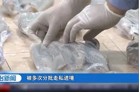 内蒙古满洲里海关查获走私高鼻羚羊羊角179根|法治天下视频封面