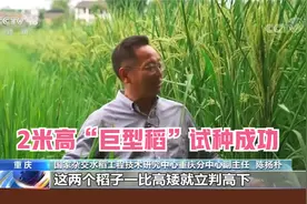 2米高“巨型稻”试种成功 “禾下乘凉梦”要成真了视频封面